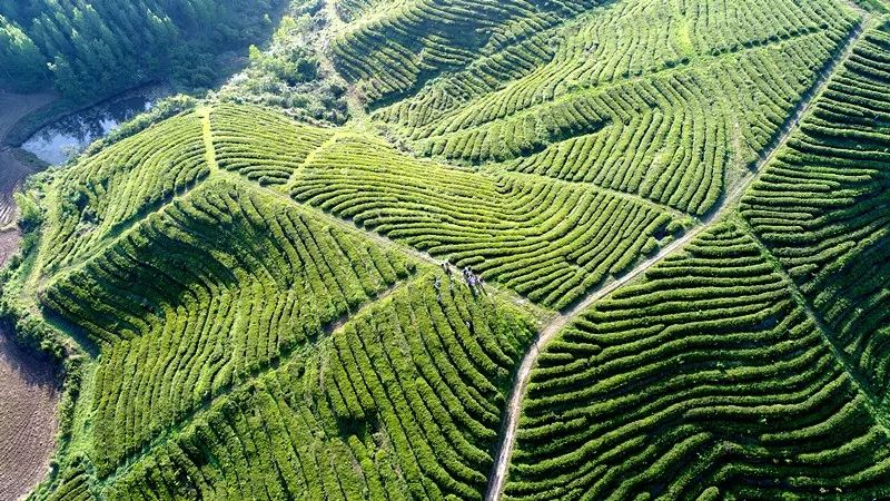 去尋絢麗的春色 去歸夢縈的故鄉(xiāng)——隨縣之旅(圖6)